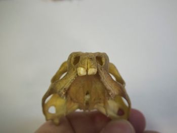 Media type: image;   Herpetology R-4702